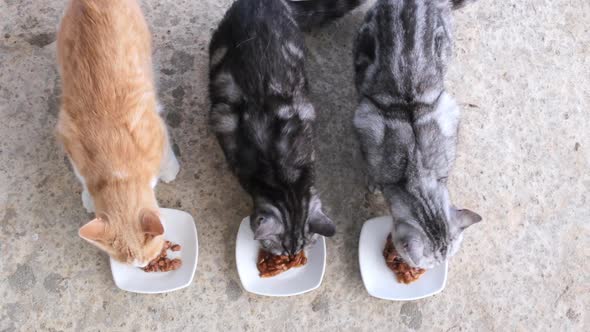 Three Cats are Eating Food From White Plates
