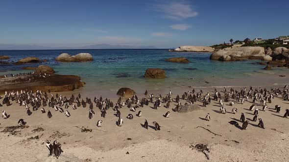 African Penguin Colony - South Africa alt