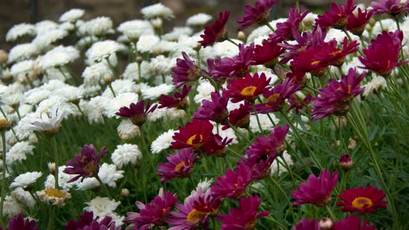 Purple Daisy Flowers In The Wind In Nature 10