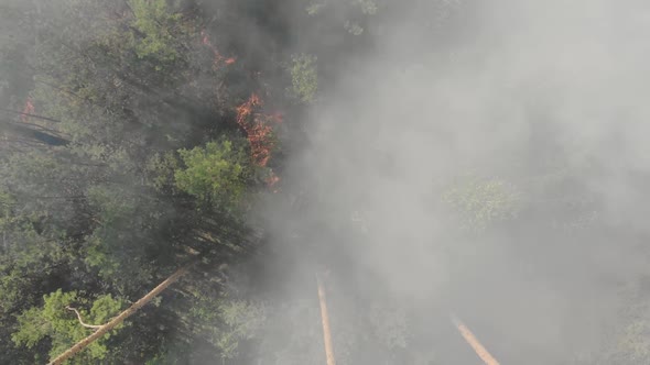 Forest Fire  Dangerous Spontaneous Natural Disaster for the Environment alt