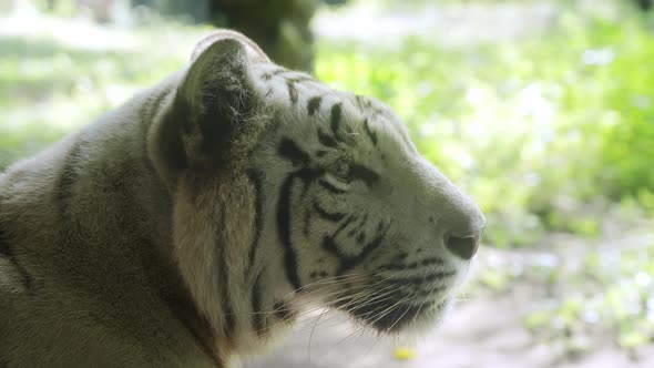 Cute Balinese White Tiger with Black Stripes and Blue Eyes Closeup