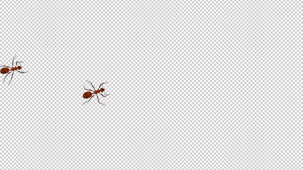 3 Red Ants - Passing Screen - Top View