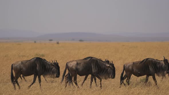 Wildebeests in Masai Mara alt