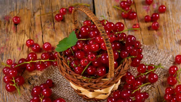 Red Currant in Basket