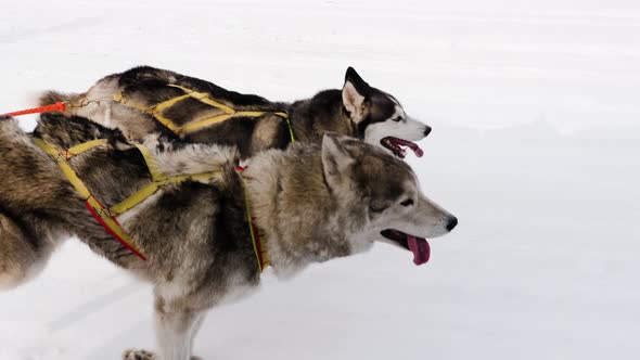 Two dogs husky run in harness