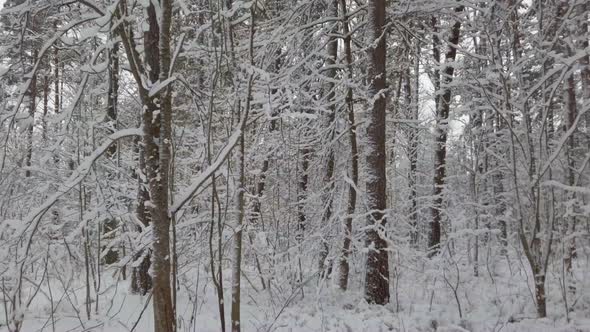Beautiful Winter Forest alt