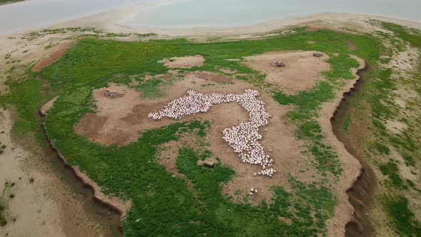 Great White Pelican Pelecanus Onocrotalus Nesting Site