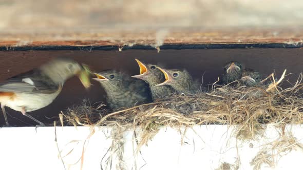 Redstart Nest Feeding Of Nestling