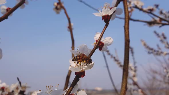 Close up of a diligent honey bee collects nectar from a blooming apricot tree. Bee picks pollen