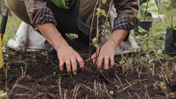Planting Seedling in Soil alt