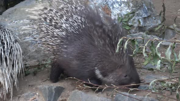 The Indian crested porcupine (Hystrix indica) or Indian porcupine