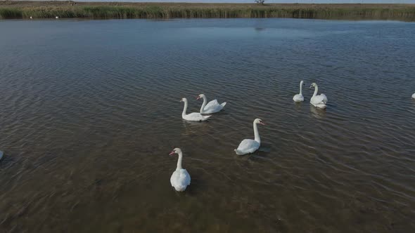 Aerial Cinematic Footage From Drone Flying Over Crowd of Beautiful Wild White Swans in Lake Waters alt