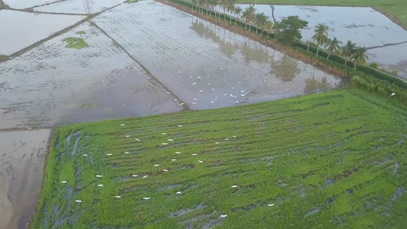 Egret birds fly in the paddy field. alt