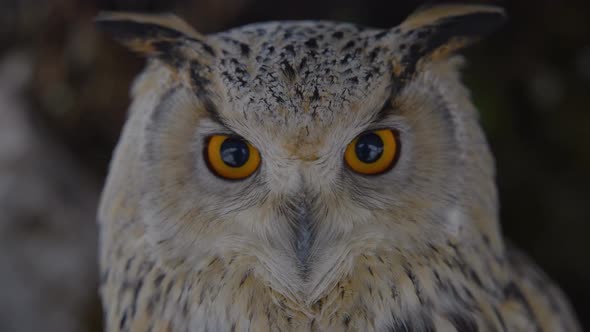 Close up of an owl face in slow motion  with detail and colorful eyes, beak, and feathers alt