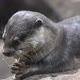 Otter holding and chewing on stick - VideoHive Item for Sale