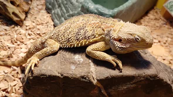 Close-up video of small beige brown lizard