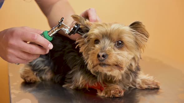 Veterinarian Inspecting Dog Ears with Otoscope on Table at Animal Hospital alt