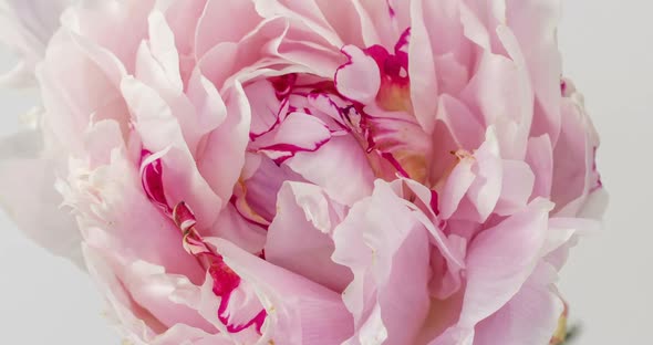 Blooming Pink Peony on a White Background, Time Lapse, Closeup. alt