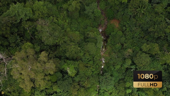 AH  - Rainforest Top View