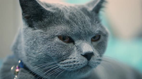 Closeup of a Cat's Sense of Wonder