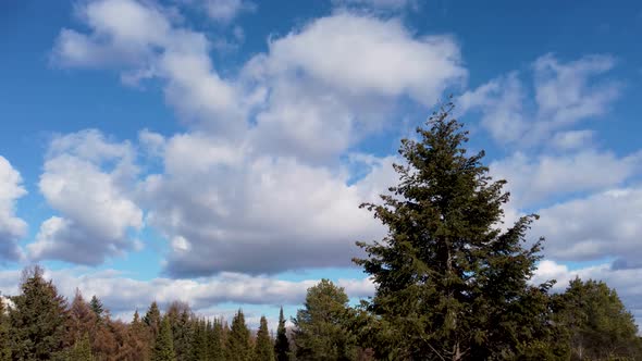 Green pine trees with pine cones on sunny blue sky