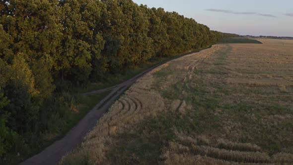 Forest Near Field At Sunset alt