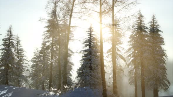 Splendid Christmas Scene in the Mountain Forest. Colorful Winter Sunrise alt