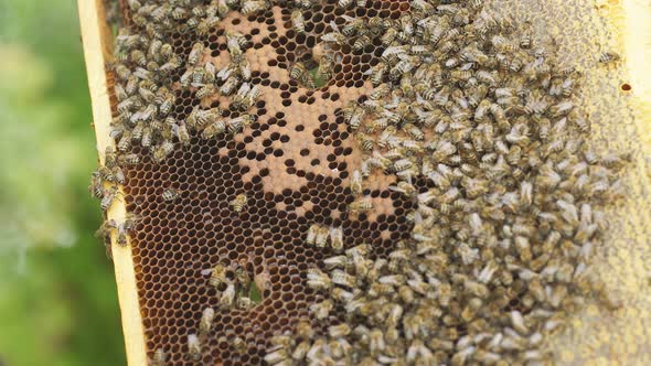 Honey Bee Brood. Brood Care. The Birth of a Bee. alt