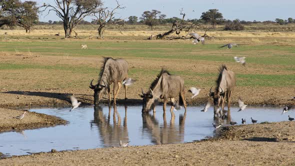 Blue Wildebeest Drinking Water - Kalahari Desert alt