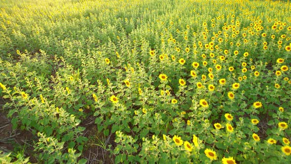 4K Beautiful aerial view of sunflowers, sunflowers blooming in the wind alt