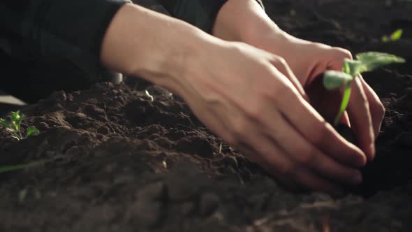 A Farmer Plants Cucumber Tomato Seedlings On A Huge Plantation Field. Gardening Farmer alt