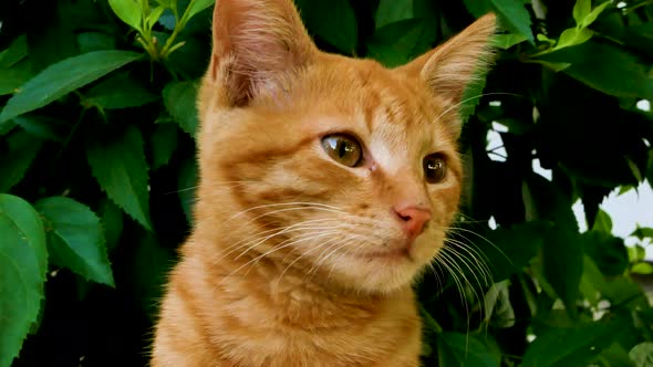 Red Tabby Cat Listens to Surrounding Sounds
