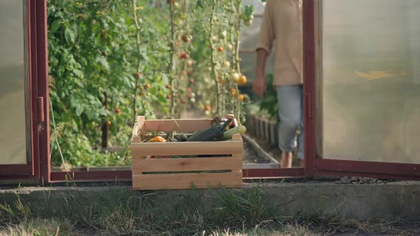 Harvest in Wooden Box at Greenhouse Entrance with Barefoot Caucasian Gardener Walking From alt