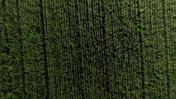 Aerial view of natural green wheat field. Green wheat stalks. Drone flying over Beautiful Natural  alt