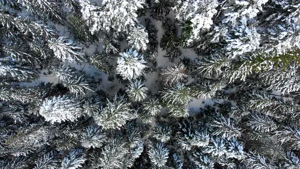 Christmas Trees in the Snow