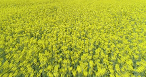 Moving Forward Over Yellow Flowers Field in Summer Day