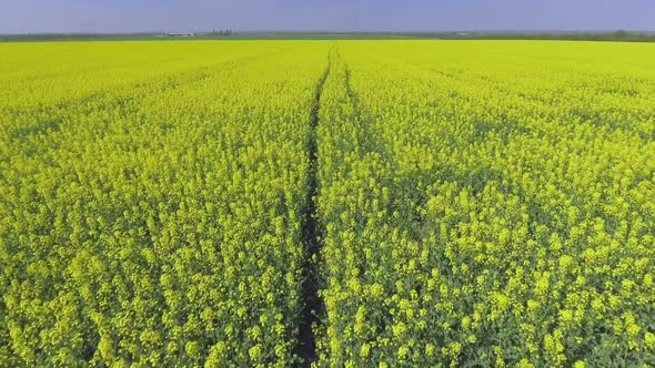 Canola Rapeseed Field. Aerial Drone Shot.