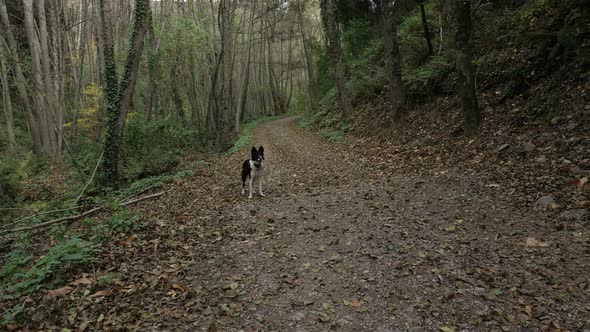 Beautiful Border Collie playing in autumn forest and barking at the camera. Dog walking and plying i alt