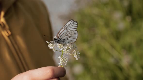 Butterfly on Hands Summer