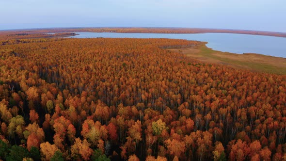 Aerial Top View of Beautiful Lake Surrounded By Colorful Forest in Autumn