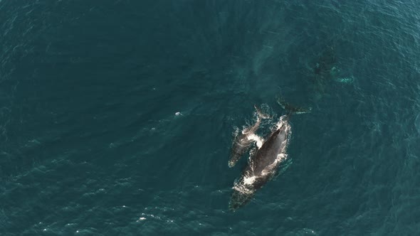 Aerial shot of swimming female and young bucket whale from above alt