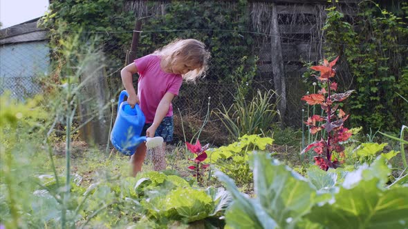 Little Girl is Watering Cabbage From Watering Can in the Kitchen Garden