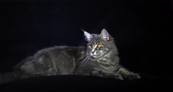 Blue Blotched Tabby Maine Coon Domestic Cat, Female laying against Black Background alt