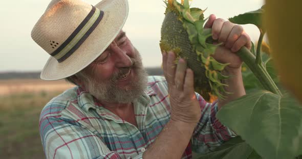 Happy Senior Farmer Embraces Sunflower and Scratches Bloom From It at Sunset alt