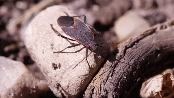 Box elder bug crawls out of frame. alt
