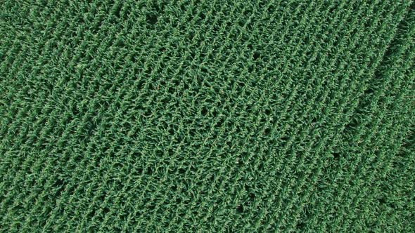 Corn Field Flight Over the Cream of Corn Stalks Excellent Growth Good Corn Harvest