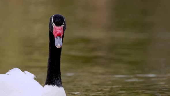 Close up of shouting Black-necked Swan swimming in pond - Cygnus Melancoryphus alt