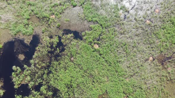 Aerial View of The Swampy Terrain And Meadows