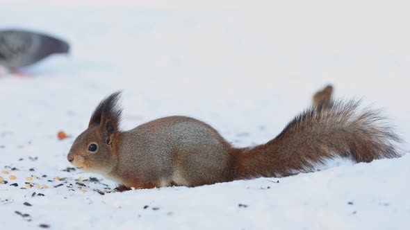 Closeup Portrait of Squirrel