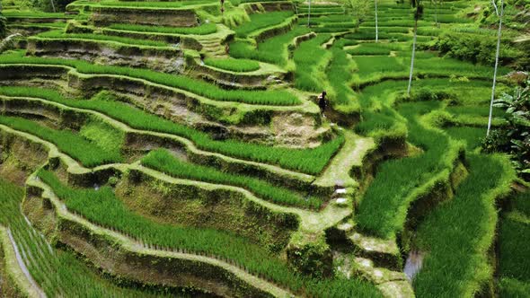 Young Woman in Black Dress Walks in Rice Terrace alt
